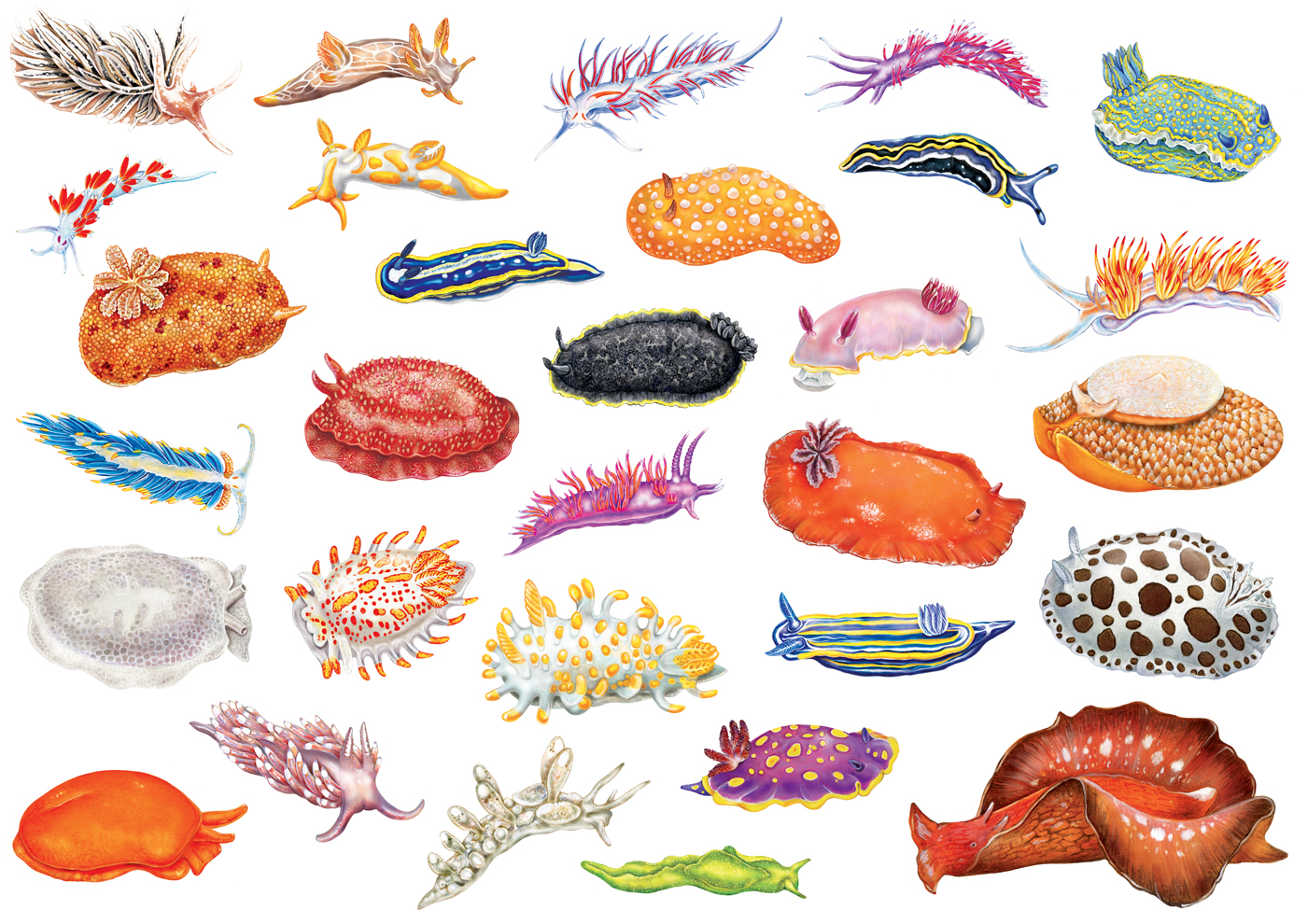 nudibranchi